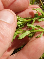 Centipeda cunninghamii