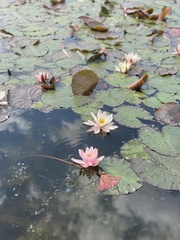 Nymphaea