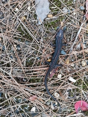 Cynops ensicauda ensicauda