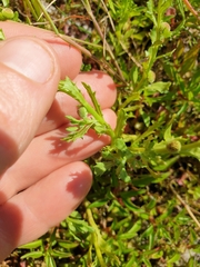 Centipeda cunninghamii