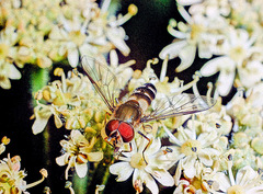 Leucozona laternaria