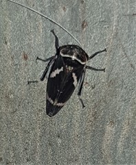 Eurymeloides bicincta