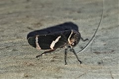 Eurymeloides bicincta