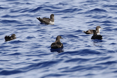 Puffinus nativitatis