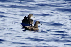 Puffinus nativitatis