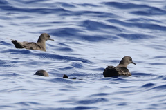 Puffinus nativitatis