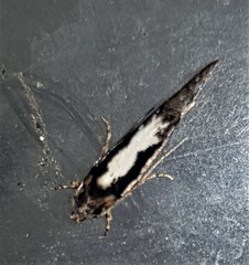 Machetis versatrix