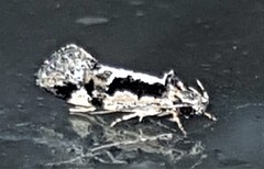 Machetis versatrix