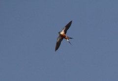 Cecropis senegalensis