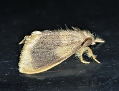 Euproctis fimbriata