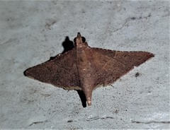 Endotricha approximalis