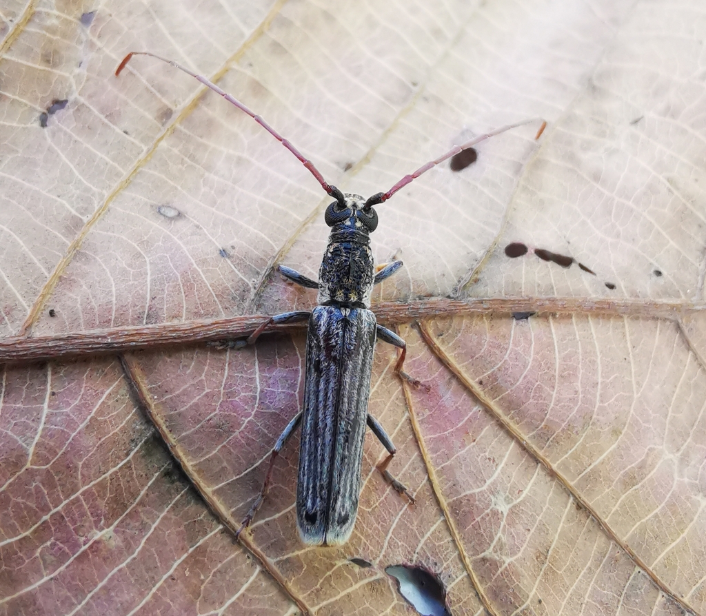 Sebasmia indochinensis
