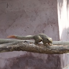 Callosciurus notatus