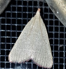 Hypsopygia albidalis
