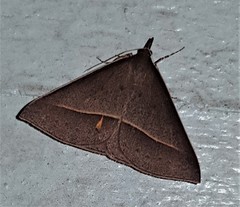 Epidesmia chilonaria