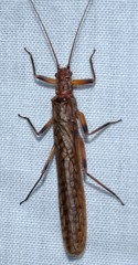 Gripopterygidae