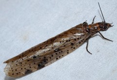 Archichauliodes guttiferus