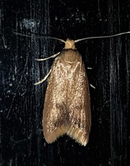 Tachystola acroxantha