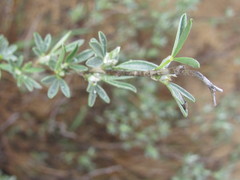 Chamaecytisus borysthenicus