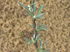 Chamaecytisus borysthenicus