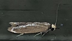 Tachystola acroxantha