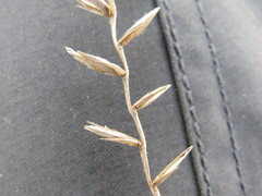 Agropyron dasyanthum