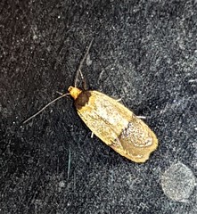 Eulechria hemisphaerica