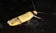 Eulechria hemisphaerica