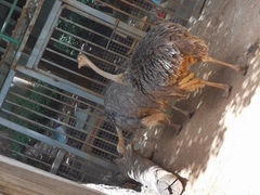 Aves