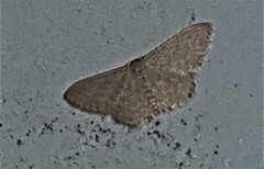 Idaea philocosma