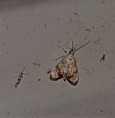 Eudaimonisma batchelorella