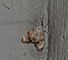 Eudaimonisma batchelorella