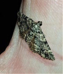 Eucymatoge peplodes