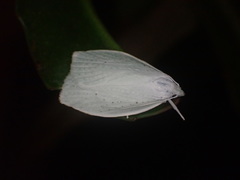 Nymphostola galactina