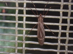 Austrotipula hudsoni