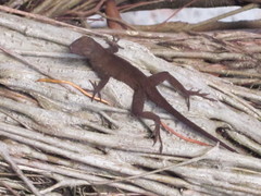 Anolis