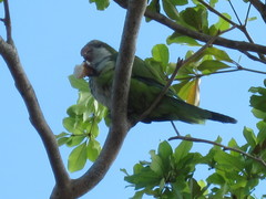 Myiopsitta monachus