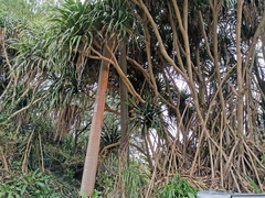 Pandanaceae