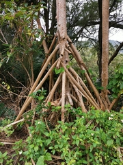 Pandanaceae