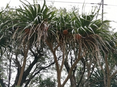 Pandanaceae