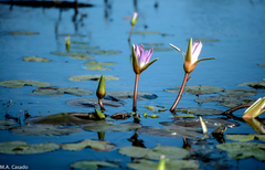 Nymphaea stellata