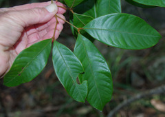 Mischocarpus exangulatus