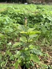Asystasia gangetica gangetica