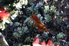Loxops coccineus