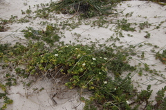 Dasispermum