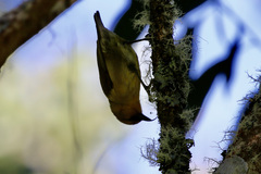 Hemignathus wilsoni