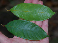 Mischocarpus exangulatus