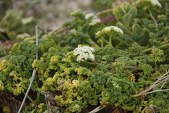 Dasispermum