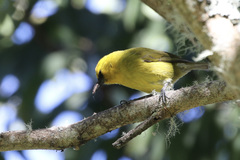 Hemignathus wilsoni