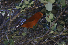 Loxops coccineus